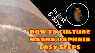 How to Culture Magna Daphnia Easily [upl. by Ignatius596]