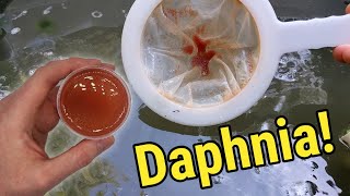 How I Culture Daphnia In Outdoor Tubs [upl. by Barhos101]