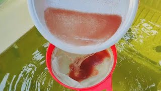 How to culture daphnia  Daphnia culture  How to grow daphnia outdoor [upl. by Naaman]