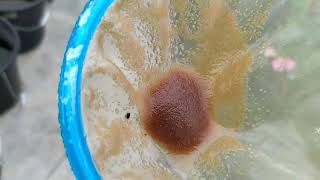 How to culture daphnia moina in a small container Part 1 English Subtitle [upl. by Arvonio]