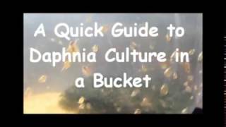 How to culture daphnia outside [upl. by Ynar766]