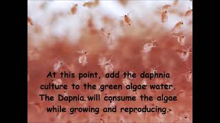 Daphnia  How to grow daphnia in your home [upl. by Ecnarretal]