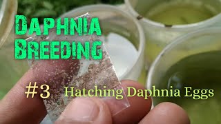 Daphnia Culture made simple and easy 3  Hatching Daphnia eggs [upl. by Esorylime]