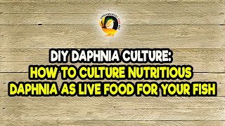 DIY Daphnia Culture How to Culture Nutritious Daphnia as Live Food for Your Fish [upl. by Alyos]