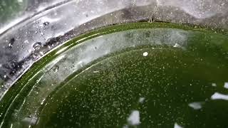 DAPHNIA MOINA CULTURE IN A SMALL BUCKET [upl. by Nilyad]