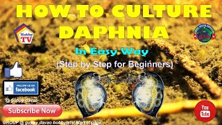 HOW TO CULTURE DAPHNIA In Easy Way [upl. by Publea520]